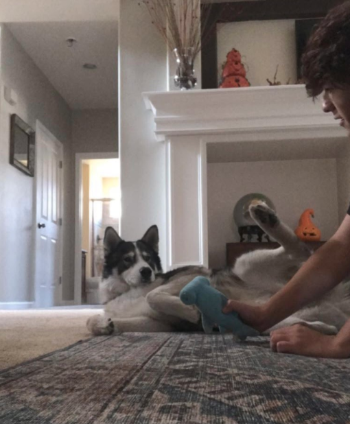 Junior Raymond Chavez, plays with his dog to destress during the school day.