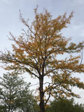 A Tree transforming from it's summer leaves to it's fall colored ones.
