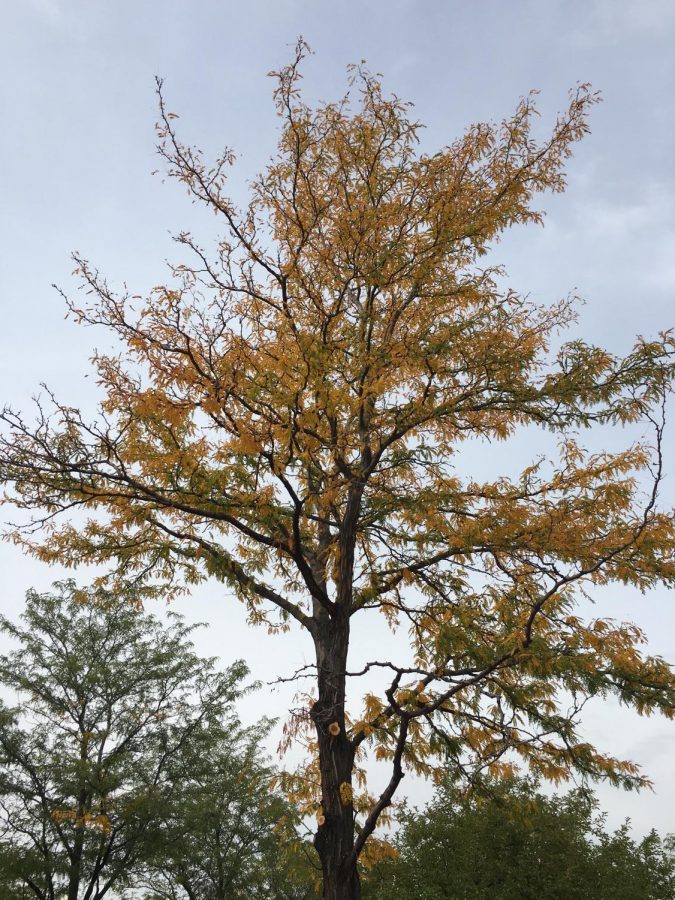 A Tree transforming from its summer leaves to its fall colored ones.
